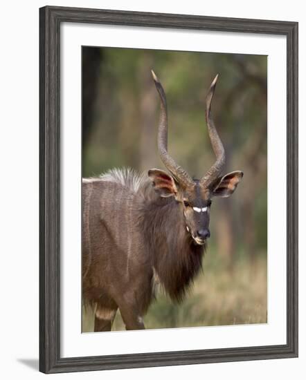 Male Nyala, Imfolozi Game Reserve, South Africa, Africa-James Hager-Framed Photographic Print