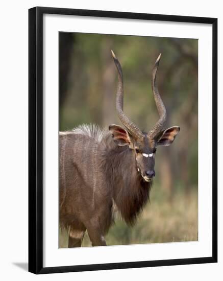 Male Nyala, Imfolozi Game Reserve, South Africa, Africa-James Hager-Framed Photographic Print