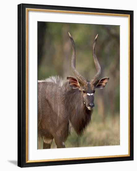 Male Nyala, Imfolozi Game Reserve, South Africa, Africa-James Hager-Framed Photographic Print