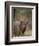 Male Nyala, Imfolozi Game Reserve, South Africa, Africa-James Hager-Framed Photographic Print