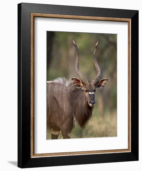 Male Nyala, Imfolozi Game Reserve, South Africa, Africa-James Hager-Framed Photographic Print