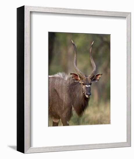 Male Nyala, Imfolozi Game Reserve, South Africa, Africa-James Hager-Framed Photographic Print