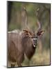 Male Nyala, Imfolozi Game Reserve, South Africa, Africa-James Hager-Mounted Photographic Print