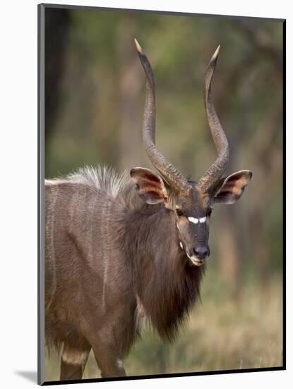 Male Nyala, Imfolozi Game Reserve, South Africa, Africa-James Hager-Mounted Photographic Print