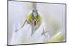 Male Orange tip butterfly on Wild garlic flower, Derbyshire, UK-Alex Hyde-Mounted Photographic Print