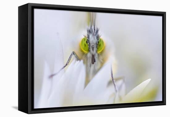 Male Orange tip butterfly on Wild garlic flower, Derbyshire, UK-Alex Hyde-Framed Premier Image Canvas