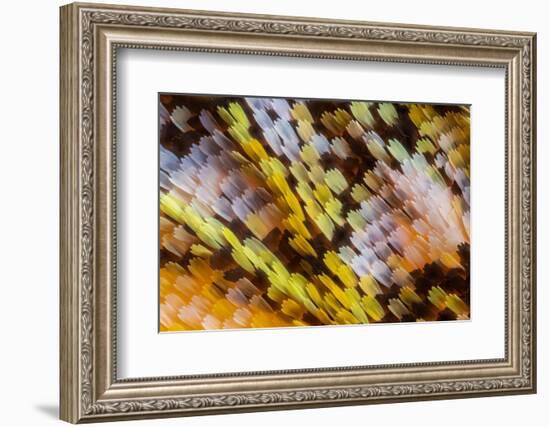 Male Orange-tip butterfly wing scales detail, 1.13mm across-Alex Hyde-Framed Photographic Print