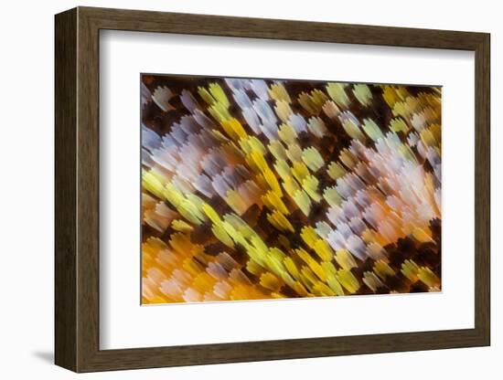 Male Orange-tip butterfly wing scales detail, 1.13mm across-Alex Hyde-Framed Photographic Print