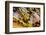 Male Orange-tip butterfly wing scales detail, 1.13mm across-Alex Hyde-Framed Photographic Print