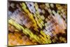 Male Orange-tip butterfly wing scales detail, 1.13mm across-Alex Hyde-Mounted Photographic Print