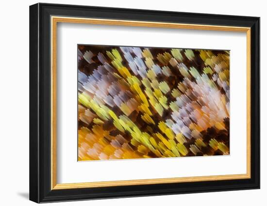 Male Orange-tip butterfly wing scales detail, 1.13mm across-Alex Hyde-Framed Photographic Print