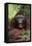 Male Orangutan Baring His Teeth-DLILLC-Framed Premier Image Canvas