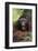 Male Orangutan Baring His Teeth-DLILLC-Framed Photographic Print