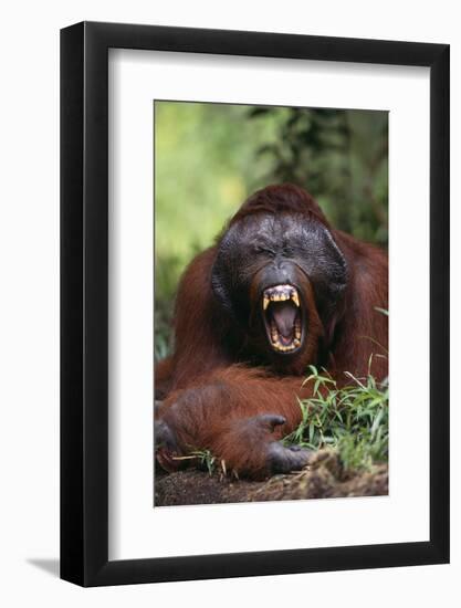 Male Orangutan Baring His Teeth-DLILLC-Framed Photographic Print