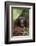 Male Orangutan Baring His Teeth-DLILLC-Framed Photographic Print