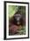 Male Orangutan Baring His Teeth-DLILLC-Framed Photographic Print