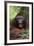 Male Orangutan Baring His Teeth-DLILLC-Framed Photographic Print