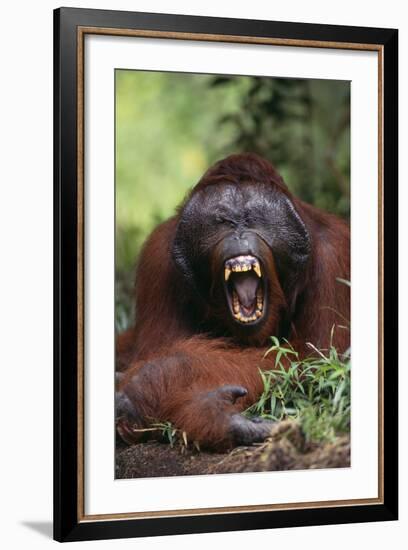 Male Orangutan Baring His Teeth-DLILLC-Framed Photographic Print