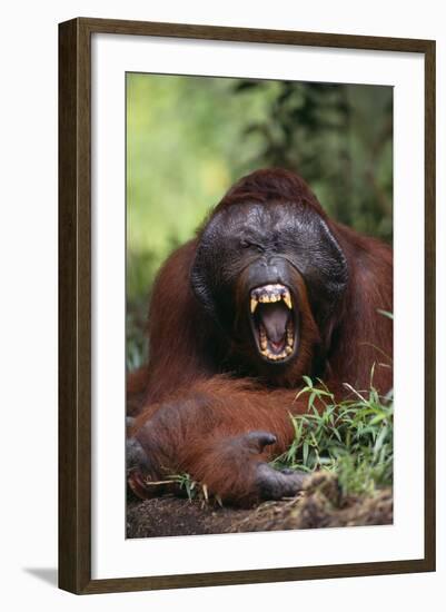 Male Orangutan Baring His Teeth-DLILLC-Framed Photographic Print