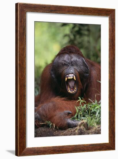 Male Orangutan Baring His Teeth-DLILLC-Framed Photographic Print