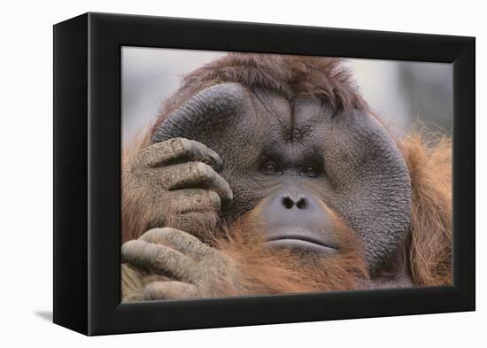 Male Orangutan-DLILLC-Framed Premier Image Canvas