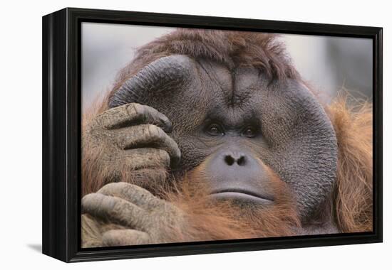 Male Orangutan-DLILLC-Framed Premier Image Canvas