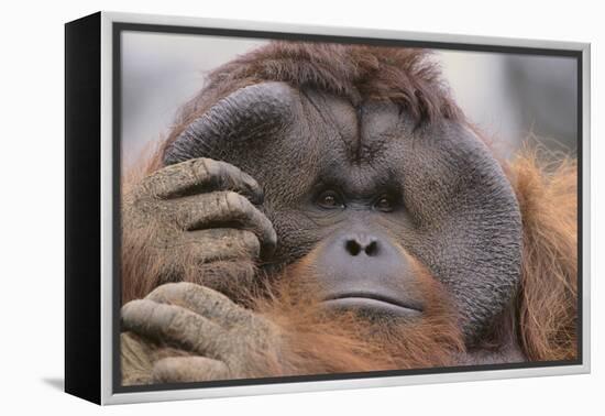 Male Orangutan-DLILLC-Framed Premier Image Canvas