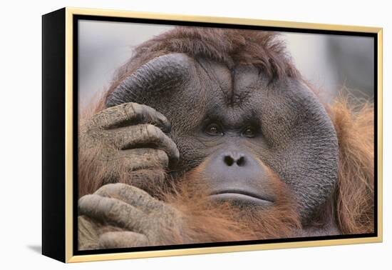 Male Orangutan-DLILLC-Framed Premier Image Canvas