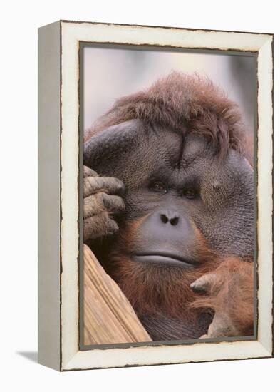 Male Orangutan-DLILLC-Framed Premier Image Canvas