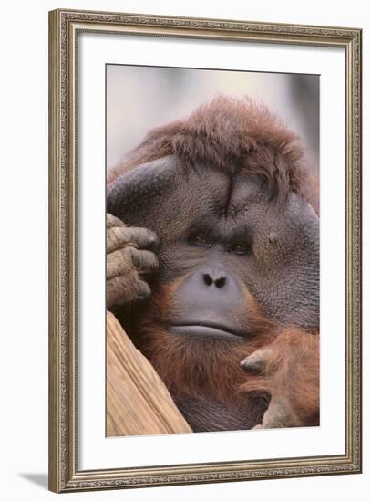 Male Orangutan-DLILLC-Framed Photographic Print