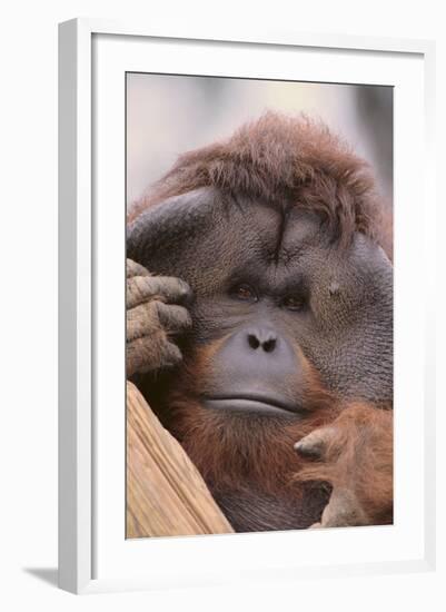 Male Orangutan-DLILLC-Framed Photographic Print