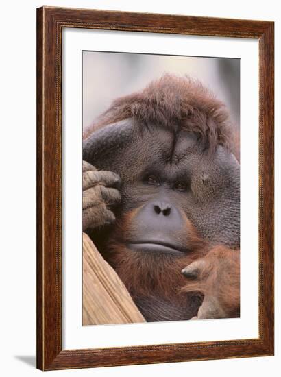 Male Orangutan-DLILLC-Framed Photographic Print