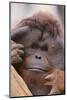 Male Orangutan-DLILLC-Mounted Photographic Print