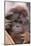 Male Orangutan-DLILLC-Mounted Photographic Print