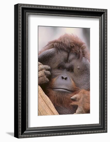 Male Orangutan-DLILLC-Framed Photographic Print