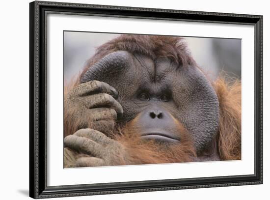 Male Orangutan-DLILLC-Framed Photographic Print