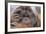 Male Orangutan-DLILLC-Framed Photographic Print