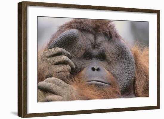 Male Orangutan-DLILLC-Framed Photographic Print