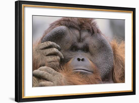 Male Orangutan-DLILLC-Framed Photographic Print