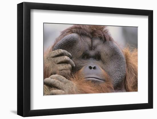 Male Orangutan-DLILLC-Framed Photographic Print