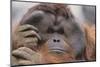 Male Orangutan-DLILLC-Mounted Photographic Print