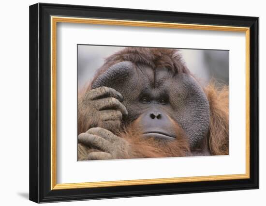 Male Orangutan-DLILLC-Framed Photographic Print