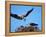 Male Osprey Landing at Nest with Fish, Sanibel Island, Florida, USA-Charles Sleicher-Framed Premier Image Canvas