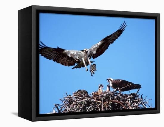 Male Osprey Landing at Nest with Fish, Sanibel Island, Florida, USA-Charles Sleicher-Framed Premier Image Canvas