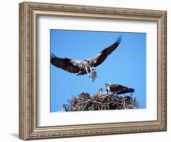Male Osprey Landing at Nest with Fish, Sanibel Island, Florida, USA-Charles Sleicher-Framed Photographic Print