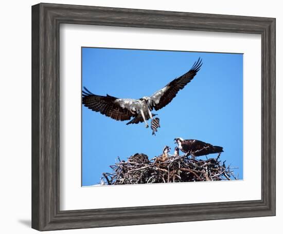 Male Osprey Landing at Nest with Fish, Sanibel Island, Florida, USA-Charles Sleicher-Framed Photographic Print