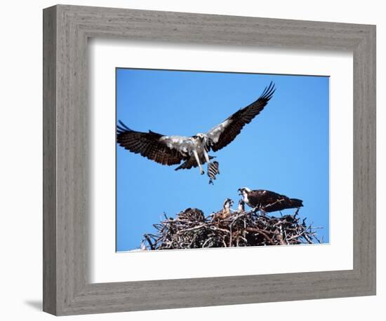 Male Osprey Landing at Nest with Fish, Sanibel Island, Florida, USA-Charles Sleicher-Framed Photographic Print