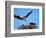 Male Osprey Landing at Nest with Fish, Sanibel Island, Florida, USA-Charles Sleicher-Framed Photographic Print