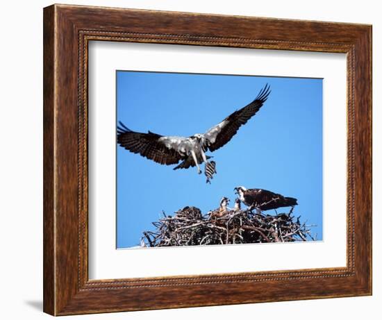 Male Osprey Landing at Nest with Fish, Sanibel Island, Florida, USA-Charles Sleicher-Framed Photographic Print