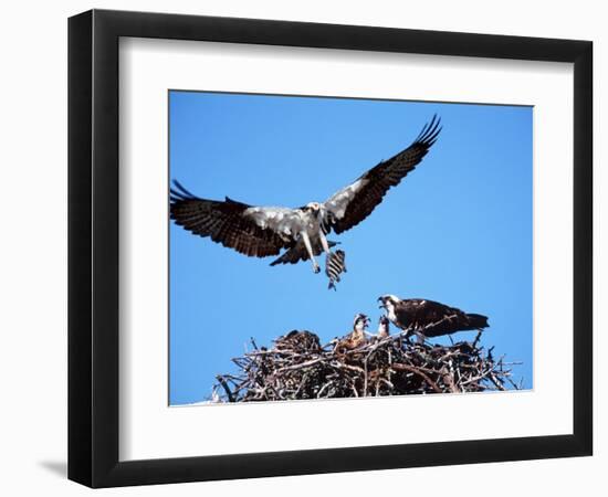 Male Osprey Landing at Nest with Fish, Sanibel Island, Florida, USA-Charles Sleicher-Framed Photographic Print